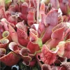 30 Sarracenia Purpurea Seeds - Carnivorous Purple Purple Pitcher Plant Seeds - Image 1
