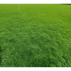 3,000 Emerald Zoysia Grass Seeds for Lawn - Warm Season Grass - Image 5