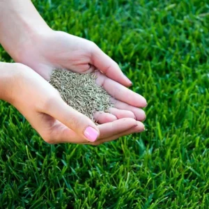 3000 Zoysia Grass Seeds - Low-Maintenance, Drought-Tolerant Lawn Grass - Image 3
