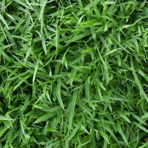 3000 Zoysia Grass Seeds - Low-Maintenance, Drought-Tolerant Lawn Grass - Image 5