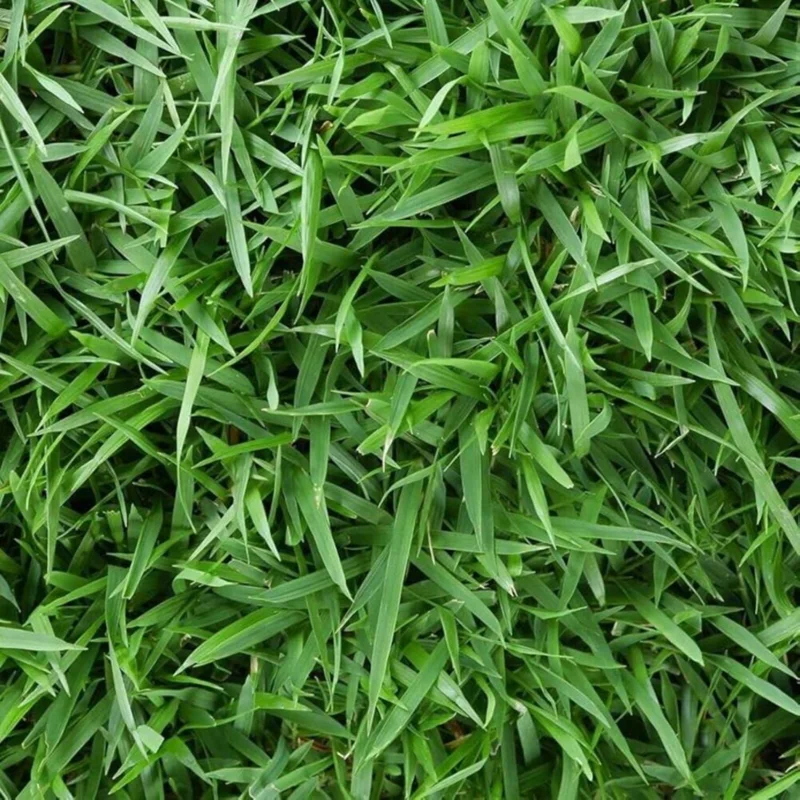 3000 Zoysia Grass Seeds - Low-Maintenance, Drought-Tolerant Lawn Grass - Image 5