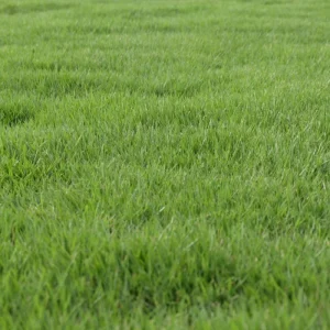 3000 Zoysia Grass Seeds - Low-Maintenance, Drought-Tolerant Lawn Grass - Image 6