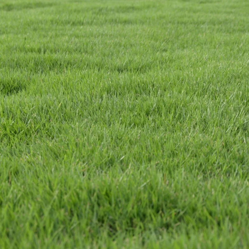 3000 Zoysia Grass Seeds - Low-Maintenance, Drought-Tolerant Lawn Grass - Image 6