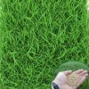 3000 Zoysia Grass Seeds - Low-Maintenance, Drought-Tolerant Lawn Grass - Image 1