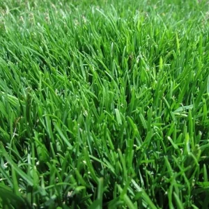 30,000 Emerald Zoysia Grass Seeds – Premium Lawn Turf Drought & Heat Tolerant - Image 2