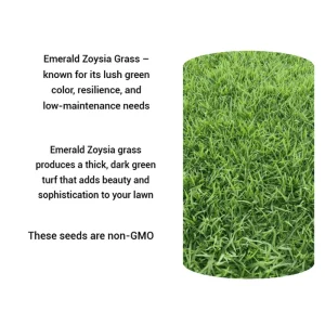 30,000 Zoysia Emerald Grass Seeds - Premium Lawn & Ornamental Grass - Image 2