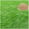30,000 Zoysia Emerald Grass Seeds - Premium Lawn & Ornamental Grass - Image 1
