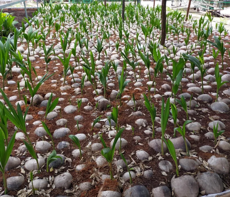 4 Dwarf Malayan Coconut Live Plants - Cold Hardy Green Coconut Tree - 6-8 inch Tall Outdoor Fruit Plant - Image 3