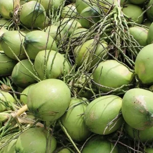 4 Dwarf Malayan Coconut Live Plants - Cold Hardy Green Coconut Tree - 6-8 inch Tall Outdoor Fruit Plant - Image 5