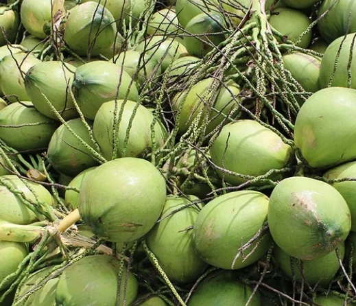 4 Dwarf Malayan Coconut Live Plants - Cold Hardy Green Coconut Tree - 6-8 inch Tall Outdoor Fruit Plant - Image 5