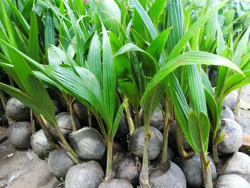 4 Dwarf Malayan Coconut Live Plants - Cold Hardy Green Coconut Tree - 6-8 inch Tall Outdoor Fruit Plant - Image 6