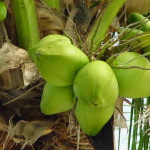 4 Dwarf Malayan Coconut Live Plants - Cold Hardy Green Coconut Tree - 6-8 inch Tall Outdoor Fruit Plant - Image 7