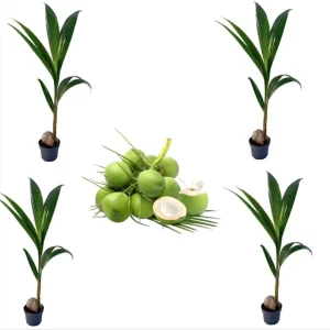 4 Dwarf Malayan Coconut Live Plants - Cold Hardy Green Coconut Tree - 6-8 inch Tall Outdoor Fruit Plant - Image 1