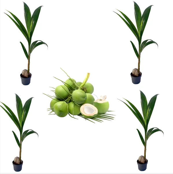 4 Dwarf Malayan Coconut Live Plants - Cold Hardy Green Coconut Tree - 6-8 inch Tall Outdoor Fruit Plant - Image 1