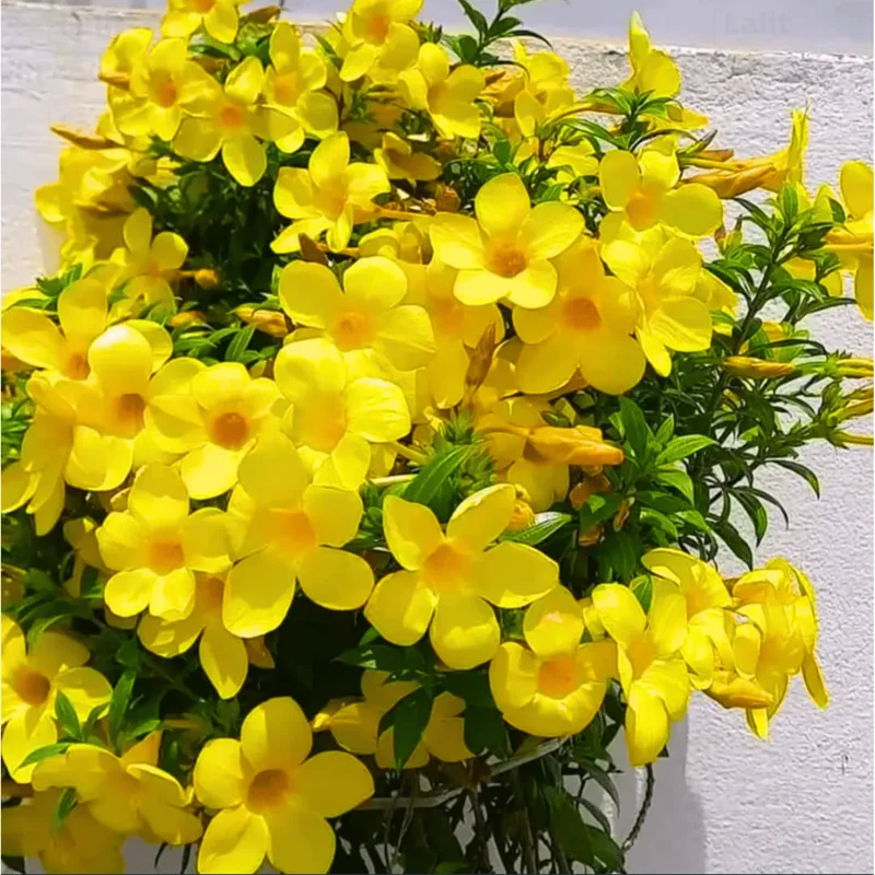 4 Dwarf Yellow Allamanda Live Starter Plants – 4-8 Inch, Bright Yellow Blooms - Image 3