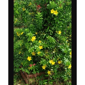 4 Dwarf Yellow Allamanda Live Starter Plants – 4-8 Inch, Bright Yellow Blooms - Image 5