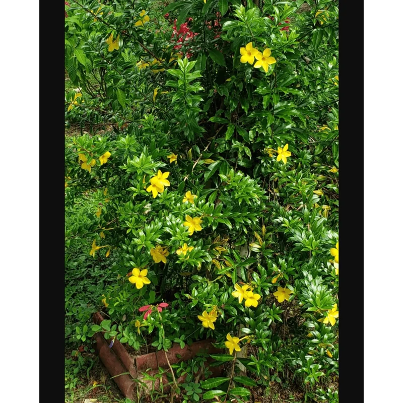 4 Dwarf Yellow Allamanda Live Starter Plants – 4-8 Inch, Bright Yellow Blooms - Image 5