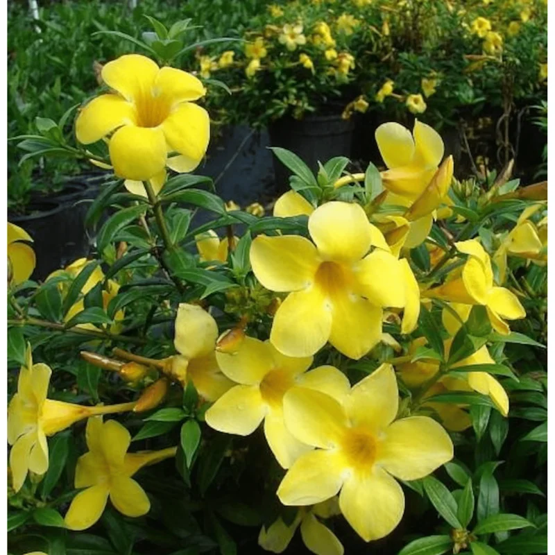 4 Dwarf Yellow Allamanda Live Starter Plants – 4-8 Inch, Bright Yellow Blooms - Image 6