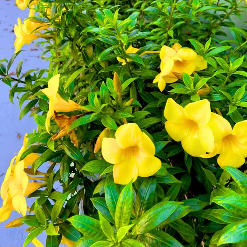 4 Dwarf Yellow Allamanda Live Starter Plants – 4-8 Inch, Bright Yellow Blooms - Image 1