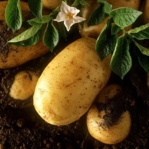 4 Fresh Baby Yellow Potatoes Live Plants - Culinary Vegetable - Image 5