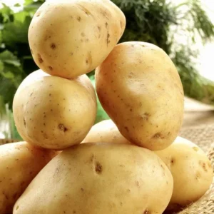 4 Fresh Baby Yellow Potatoes Live Plants - Culinary Vegetable - Image 6