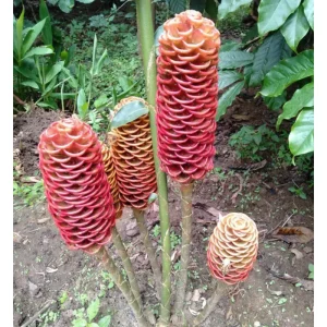 4 Hawaiian Awapuhi Shampoo Ginger Rhizomes - Red Pinecone Ginger Lily Bulbs - Image 5