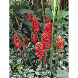 4 Hawaiian Awapuhi Shampoo Ginger Rhizomes - Red Pinecone Ginger Lily Bulbs - Image 6