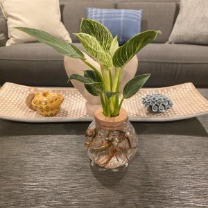 4 inch Round Plastic Desktop Terrarium with Cork Lid - Hydroponic Propagation Vase Planter - Image 1