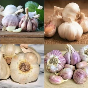 4 Mixed Hardneck Garlic Bulbs for Planting & Gardening – White, Red, Purple Varieties - Image 2
