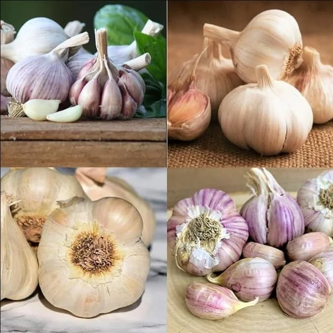 4 Mixed Hardneck Garlic Bulbs for Planting & Gardening – White, Red, Purple Varieties - Image 2