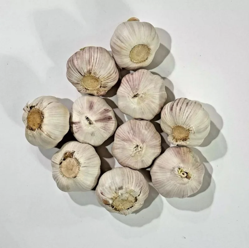 4 Mixed Hardneck Garlic Bulbs for Planting & Gardening – White, Red, Purple Varieties - Image 4