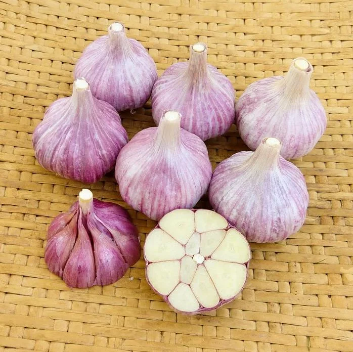 4 Mixed Hardneck Garlic Bulbs for Planting & Gardening – White, Red, Purple Varieties - Image 7