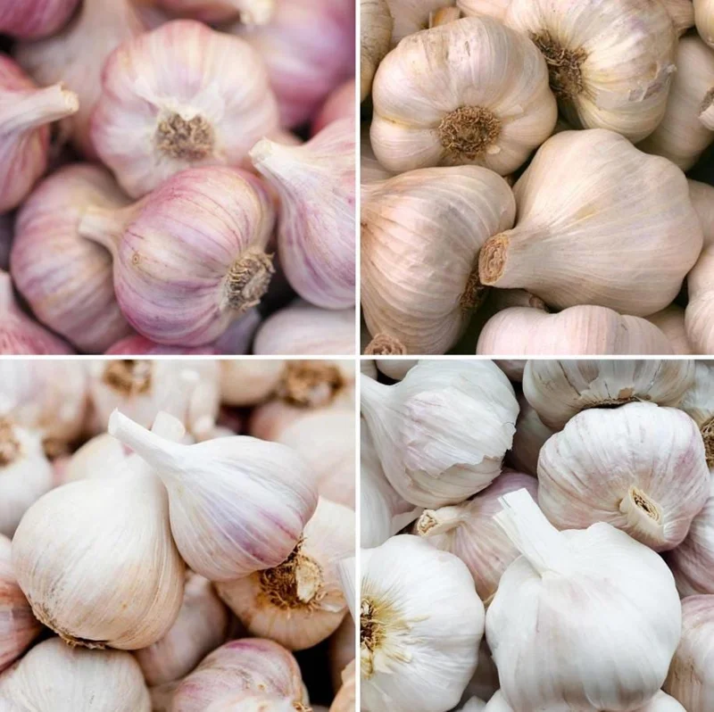 4 Mixed Hardneck Garlic Bulbs for Planting & Gardening – White, Red, Purple Varieties - Image 1