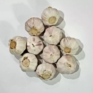 4 Music Garlic Bulbs for Planting – Hardneck Garlic Tubers – White Garlic - Image 2
