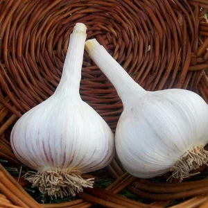 4 Music Garlic Bulbs for Planting – Hardneck Garlic Tubers – White Garlic - Image 5