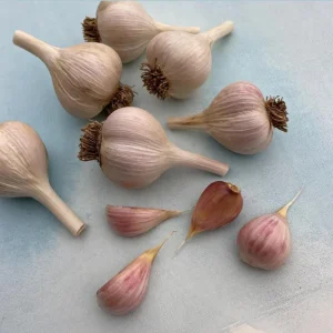 4 Music Garlic Bulbs for Planting – Hardneck Garlic Tubers – White Garlic - Image 7