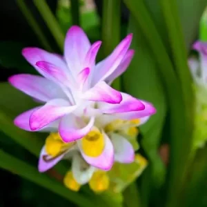 4 Organic Turmeric Tuber Bulbs - Live Roots Prepped for Growing - Indoor/Outdoor - Image 2