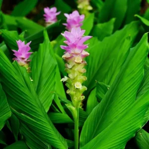 4 Organic Turmeric Tuber Bulbs - Live Roots Prepped for Growing - Indoor/Outdoor - Image 3