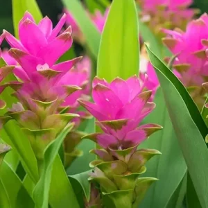 4 Organic Turmeric Tuber Bulbs - Live Roots Prepped for Growing - Indoor/Outdoor - Image 1