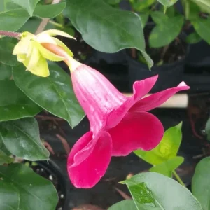 4 Pack Lil Red Allamanda Live Plants, 4-8 Inch Tall, Vibrant Red Blooms, Tropical Shrub - Image 4