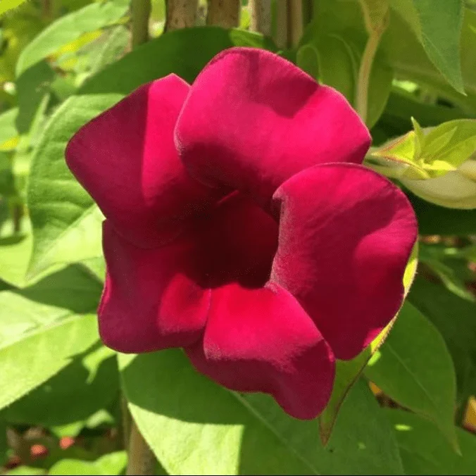 4 Pack Lil Red Allamanda Live Plants, 4-8 Inch Tall, Vibrant Red Blooms, Tropical Shrub - Image 5
