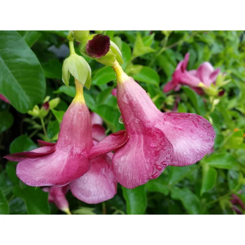 4 Pack Lil Red Allamanda Live Plants, 4-8 Inch Tall, Vibrant Red Blooms, Tropical Shrub - Image 7