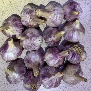 4 Peruvian Purple Stripe Garlic Bulbs for Planting, Hardneck Variety - Image 3