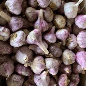 4 Peruvian Purple Stripe Garlic Bulbs for Planting, Hardneck Variety - Image 5