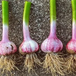 4 Peruvian Purple Stripe Garlic Bulbs for Planting, Hardneck Variety - Image 6