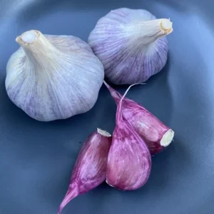 4 Peruvian Purple Stripe Garlic Bulbs for Planting, Hardneck Variety - Image 7