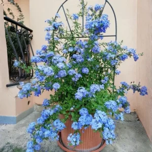 4 Plumbago auriculata Live Plants, 4-6 Inches Tall, Blue Flowering Shrub for Outdoor Garden - Image 2