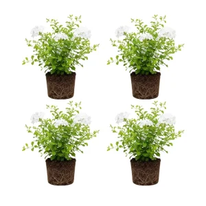 4 Plumbago auriculata Live Plants, 4-6 Inches Tall, Blue Flowering Shrub for Outdoor Garden - Image 3