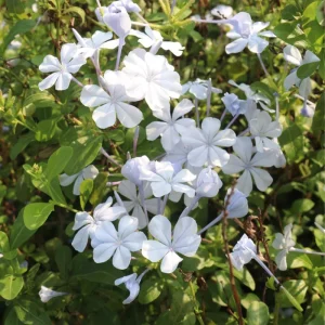 4 Plumbago auriculata Live Plants, 4-6 Inches Tall, Blue Flowering Shrub for Outdoor Garden - Image 4