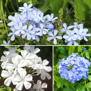 4 Plumbago auriculata Live Plants, 4-6 Inches Tall, Blue Flowering Shrub for Outdoor Garden - Image 5